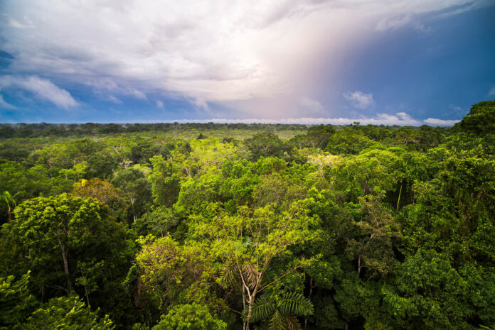 Empresa brasileira re.green ganha prêmio Earthshot por usar IA para reflorestar Amazônia. Conheça o projeto que usa drones e dados para restaurar biomas.
