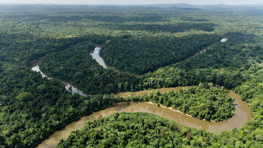 O Fundo Florestas Tropicais (TFFF) recebe primeiro aporte privado de US$ 10 mi do bilionário Andrew Forrest