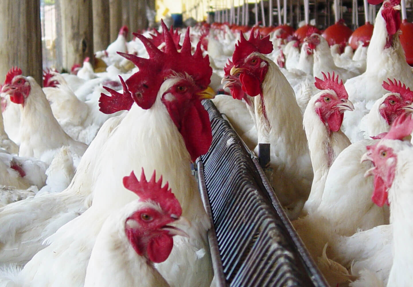 China suspende embargo e volta a comprar carne de frango brasileira. Retomada ocorre após superação de foco de gripe aviária no RS.