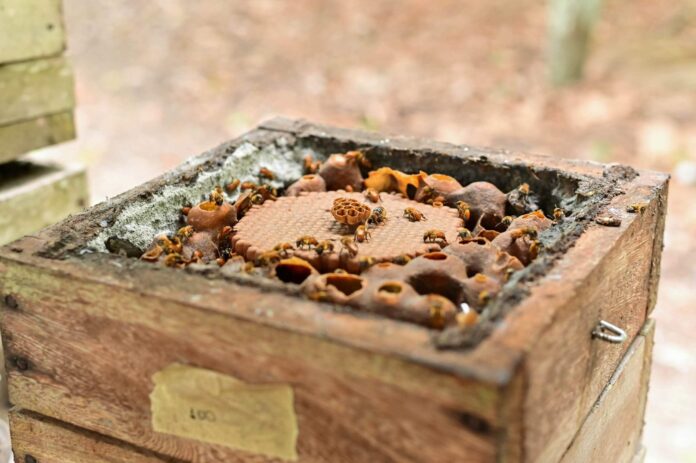 O Amazonas registra 283 criadores licenciados de abelhas sem ferrão. A atividade (meliponicultura) cresce e fortalece a renda sustentável.