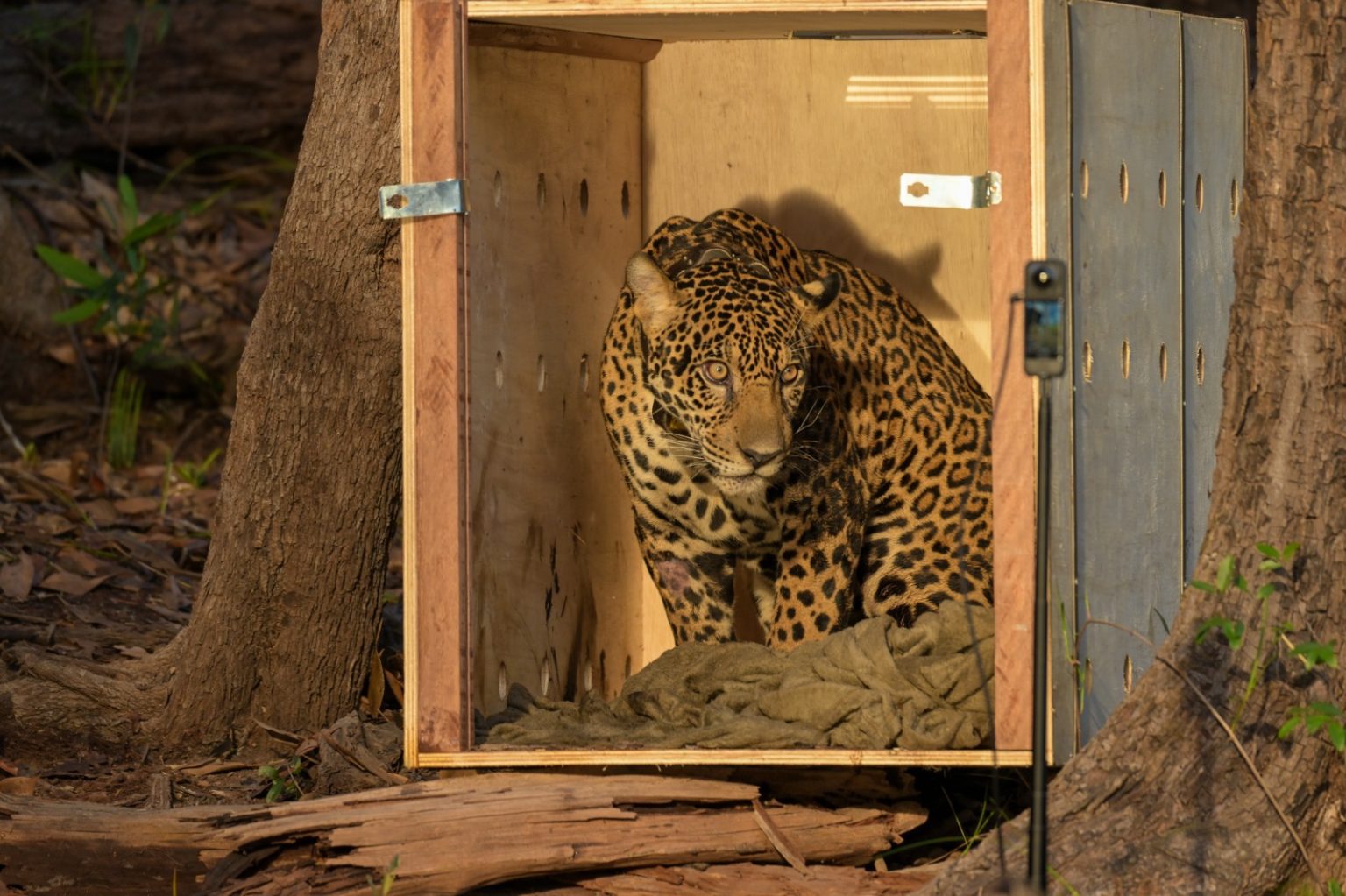 A onça-pintada resgatada no Rio Negro foi solta na natureza. Saiba como foi a operação inédita de reabilitação e monitoramento no Amazonas.