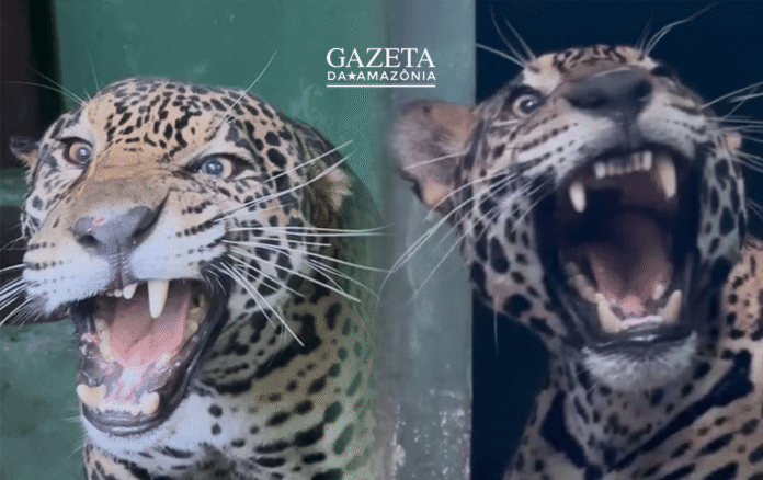 Onça-pintada resgatada à deriva no Rio Negro se recupera totalmente após 32 dias de tratamento em Manaus.