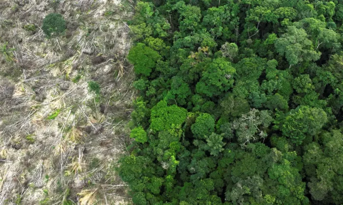 A COP30 na Amazônia foca na preservação de florestas. Especialista detalha desafios, da savanização a soluções como a Moratória da Soja.