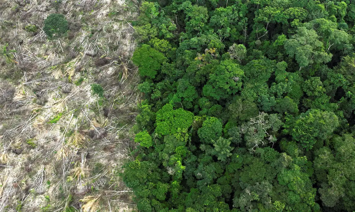 A COP30 na Amazônia foca na preservação de florestas. Especialista detalha desafios, da savanização a soluções como a Moratória da Soja.