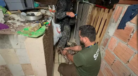Mais de 20 animais foram resgatados de um criadouro clandestino em Manaus. Sepet-AM encontrou cães, gatos e aves em situação de maus-tratos.