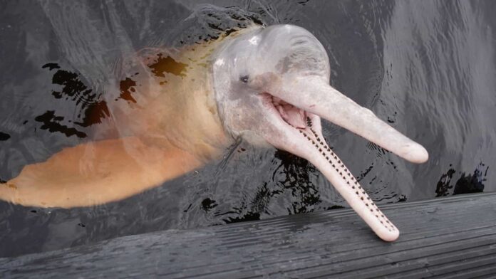 Seca severa e calor extremo elevaram a temperatura dos lagos da Amazônia acima de 40 °C em 2023, causando a morte de centenas de botos e peixes.