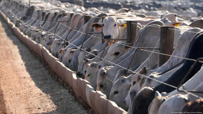 Descubra ações simples que ajudam a combater as mudanças climáticas. Pequenas atitudes diárias podem reduzir emissões e proteger o planeta.