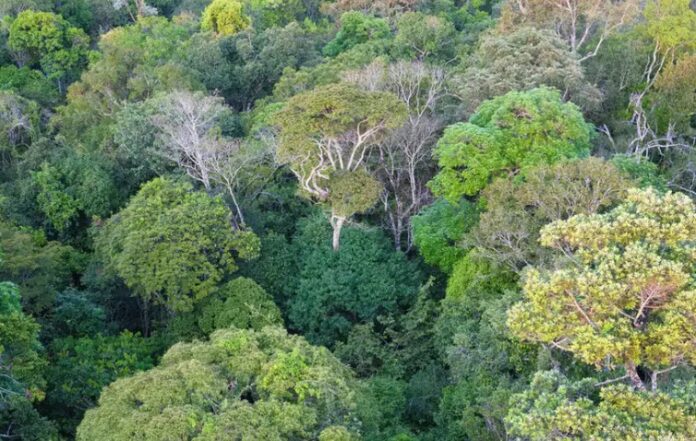 Brasil registra queda de 17% nas emissões de gases de efeito estufa em 2024, impulsionada pela redução do desmatamento.