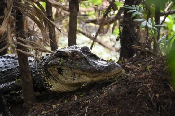 Entreposto de manejo de jacarés é liberado no Amazonas e reforça renda sustentável de famílias do setor Jarauá.