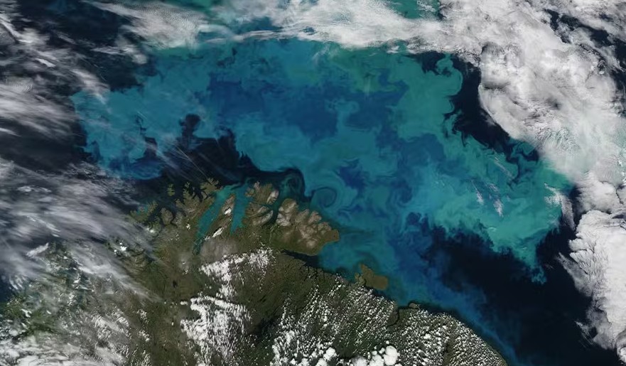 Estudo alerta para queda global do fitoplâncton causada pelo aquecimento dos oceanos, afetando a produção de oxigênio.