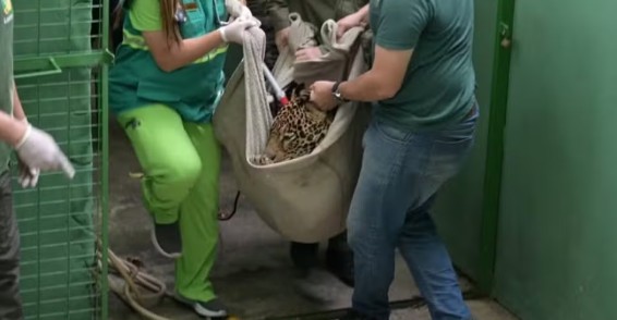 Onça-pintada baleada no Rio Negro é solta após reabilitação no Amazonas; felino recebeu coleira de monitoramento.