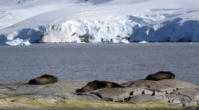 Os polos do planeta aquecem até quatro vezes mais rápido. Entenda os impactos e por que o fenômeno preocupa cientistas.