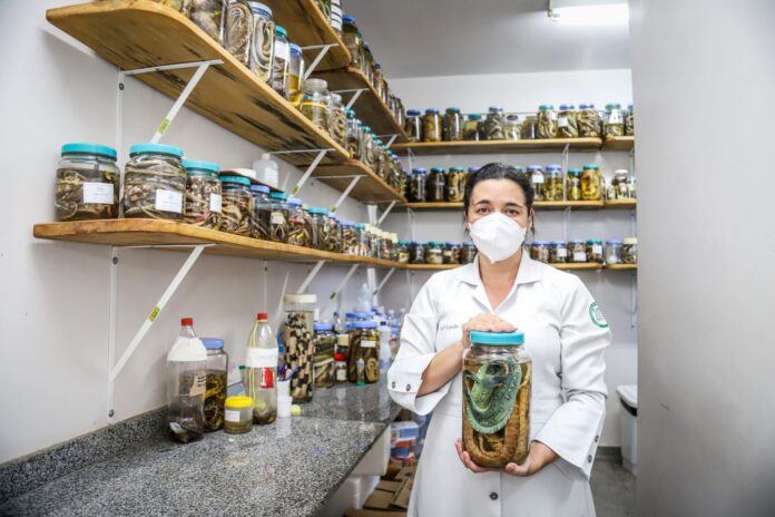 Estudo sobre picadas de serpentes vence prêmio Para Mulheres na Ciência. Professora da UEA investiga uso de laser para reduzir sequelas do veneno