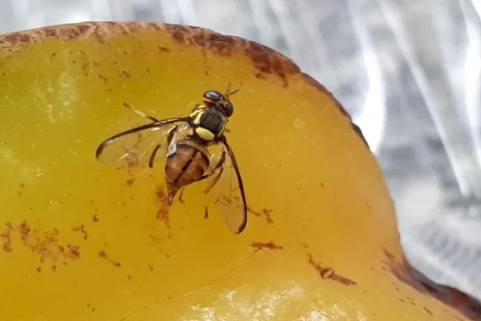 Mosca da carambola é detectada no Amazonas e mobiliza autoridades após captura em Rio Preto da Eva. Vigilância é intensificada na região.