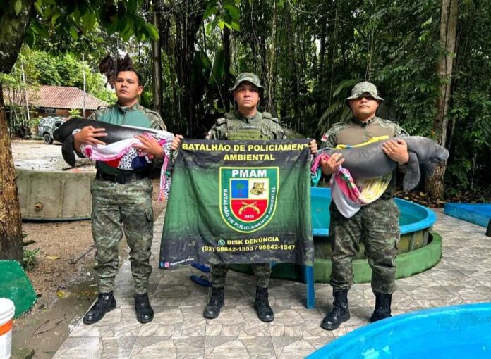 PMAM resgata dois filhotes de peixe-boi com sinais de maus-tratos em Codajás; animais foram levados ao Inpa para tratamento.