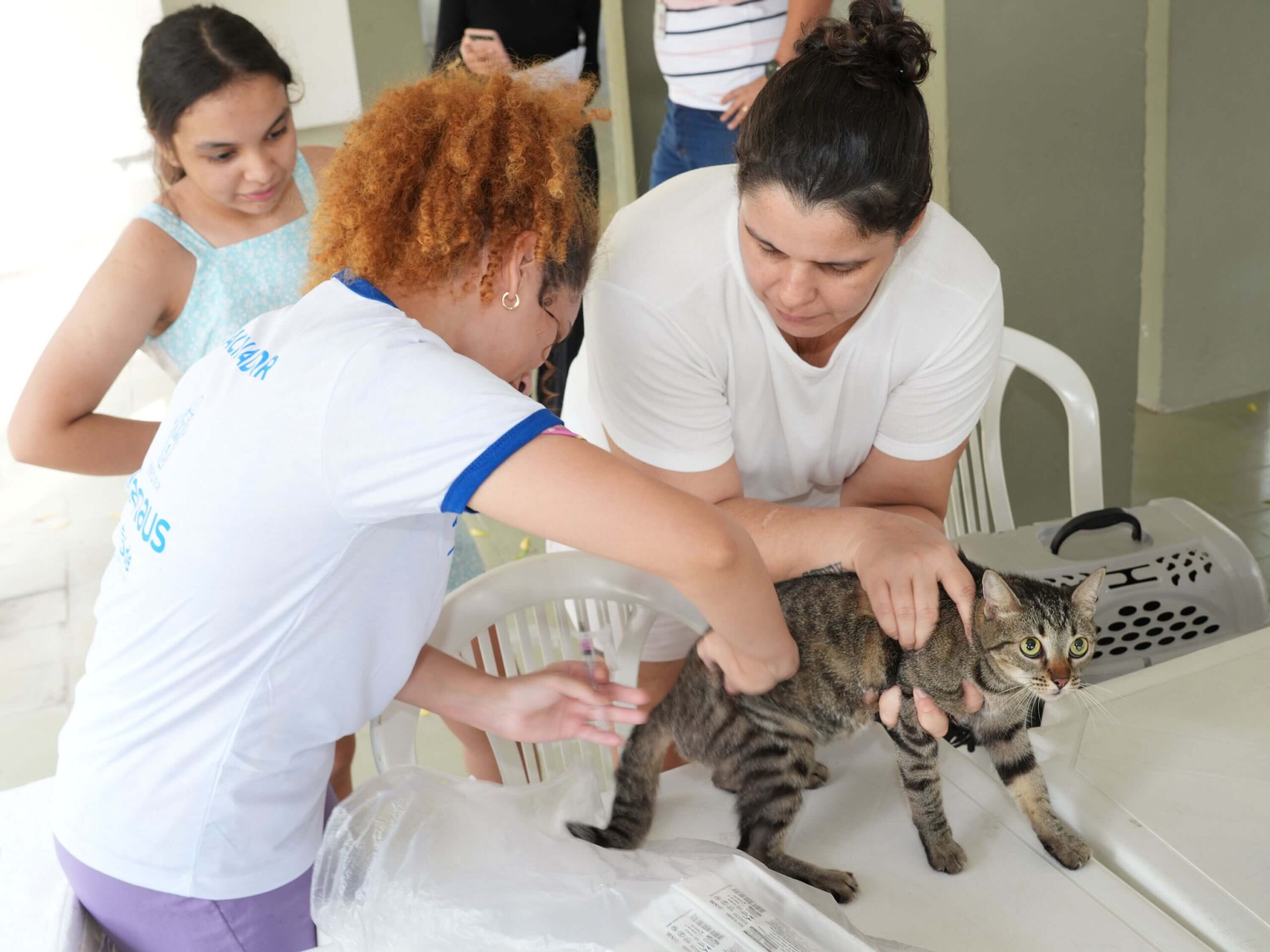 Prefeitura mantém 52 pontos de vacinação contra raiva em Manaus e já imunizou mais de 185 mil animais em 2025.