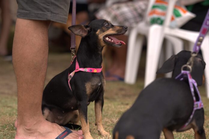 Sepet-AM inicia agendamento de castração gratuita para cães e gatos no Jorge Teixeira com 120 vagas disponíveis.