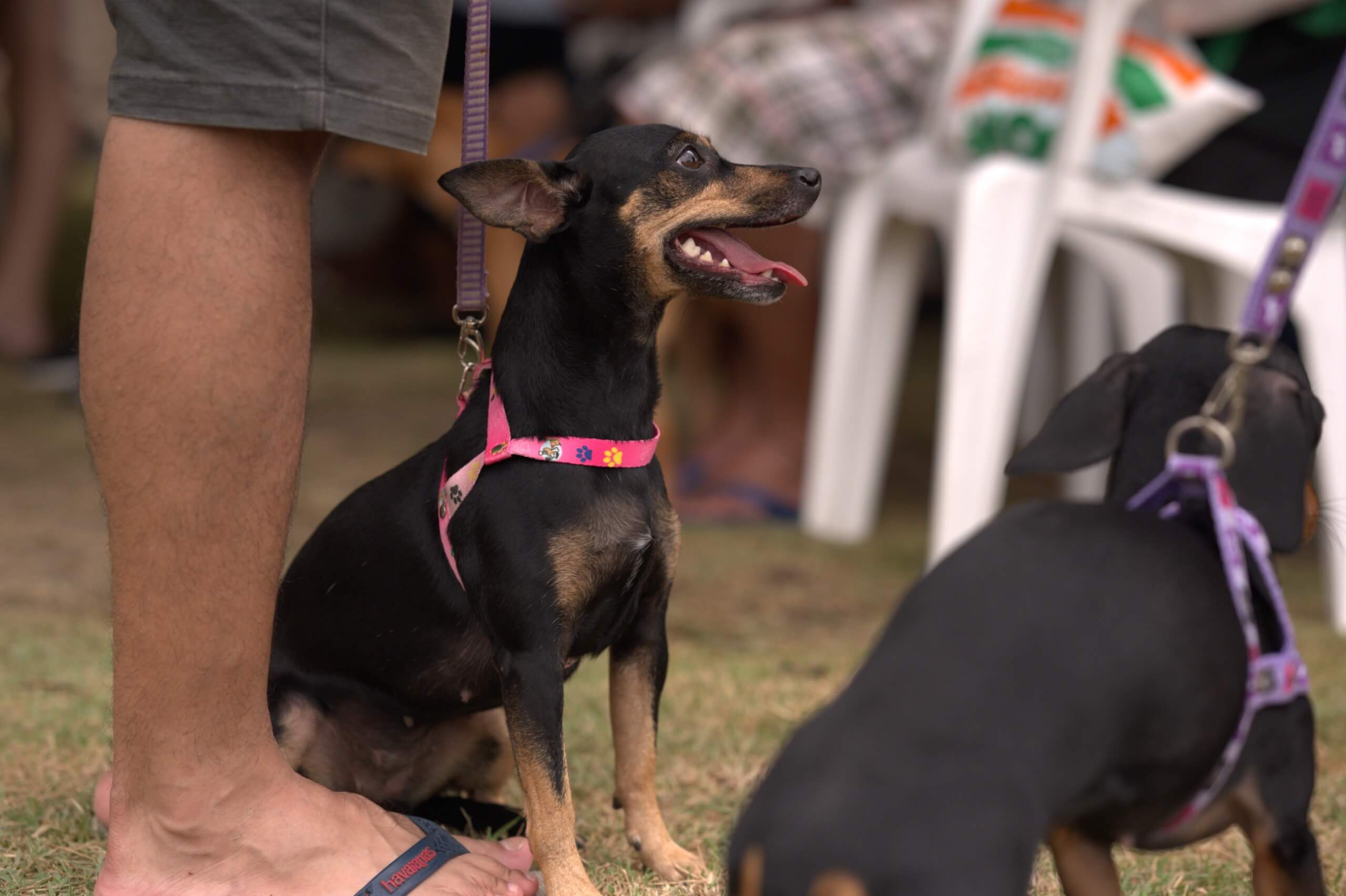 Sepet-AM inicia agendamento de castração gratuita para cães e gatos no Jorge Teixeira com 120 vagas disponíveis.