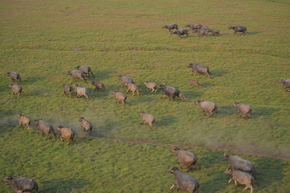 Entenda o projeto de abate de búfalos do ICMBio em Rondônia. Animais invasores ameaçam a biodiversidade na Amazônia. Saiba os detalhes da ação.