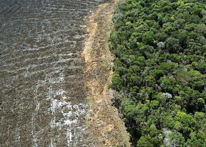 Terras públicas na Amazônia somam 118 milhões de hectares sem destino. Entenda como a falta de controle fundiário e o caos nos registros favorecem o crime.