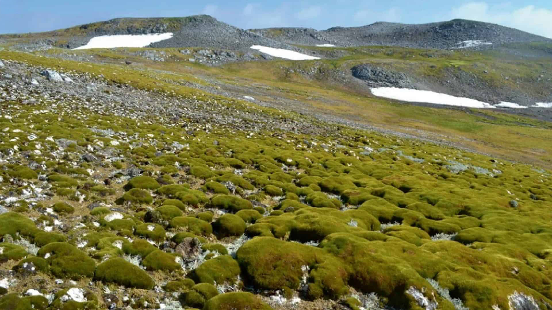 Estudo do MapBiomas mostra aumento de áreas sem gelo e vegetação na Antártica. Pesquisadores alertam para impactos no Brasil.