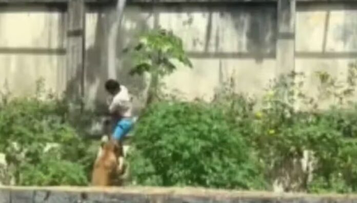 Vaqueirinho, de 19 anos, invadiu o recinto de uma leoa em João Pessoa, e morreu após o ataque. Caso é tratado como fatalidade.