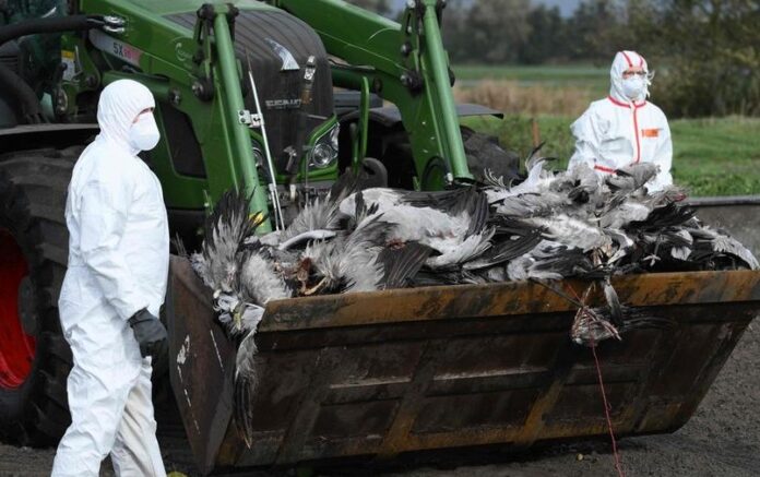 Surto de gripe aviária causa abate de milhões de aves e preocupa autoridades pela capacidade de mutação e impacto na biodiversidade.
