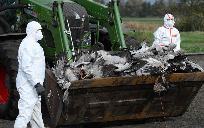 Surto de gripe aviária causa abate de milhões de aves e preocupa autoridades pela capacidade de mutação e impacto na biodiversidade.