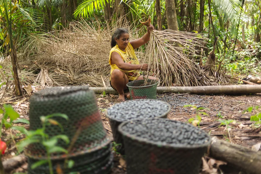 Ciência em rede impulsiona a pesquisa e a conservação da biodiversidade na Amazônia, reduzindo desigualdades e fortalecendo o protagonismo local.