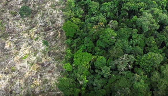 Levantamento do Imazon mostra que 62% da extração de madeira no Amazonas é ilegal e cresce sobre áreas protegidas.