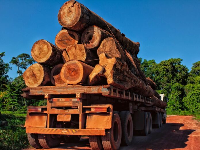 Pesquisa mostra que 62% da extração no estado é madeira ilegal. Boca do Acre e Lábrea concentram crimes ambientais.