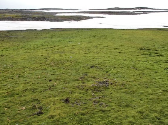 Estudo do MapBiomas mostra aumento de áreas sem gelo e vegetação na Antártica. Pesquisadores alertam para impactos no Brasil.