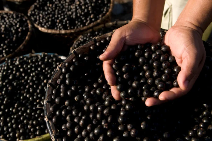 O açaí agora é fruta nacional. Com apoio do Idam, Amazonas produziu 1,3 milhão de toneladas em 2024, beneficiando milhares de produtores