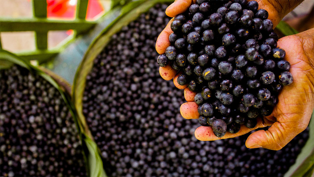 Projeto no Amazonas estrutura cadeia do açaí nativo em Tapauá.