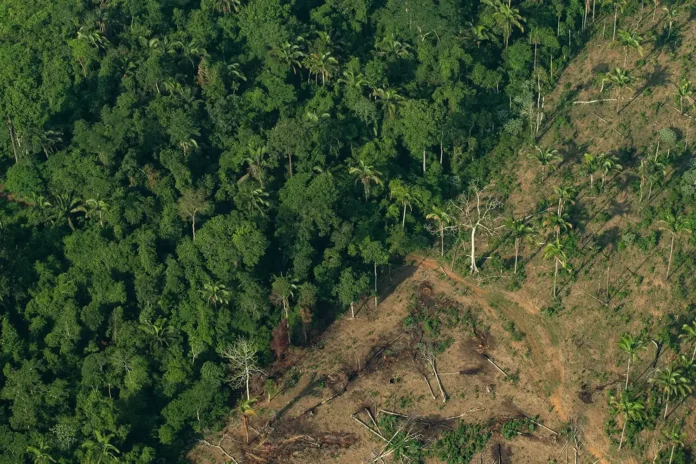 A nova lei de licenciamento dispensa avaliações prévias para o agronegócio e preocupa especialistas sobre o desmatamento no Amazonas.