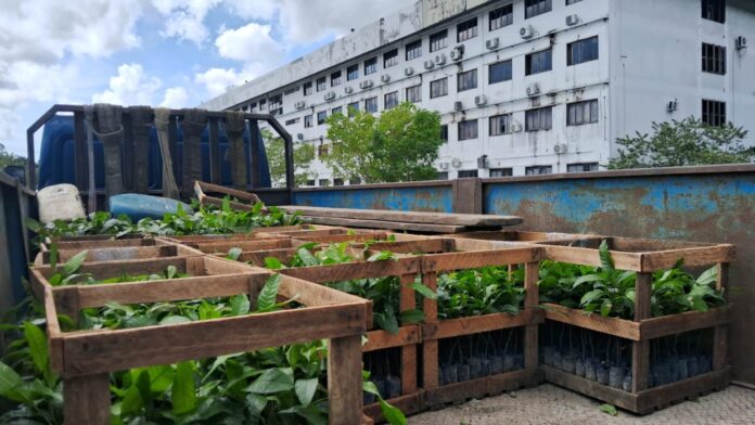 Garanta suas mudas de castanha gratuitas no Idam