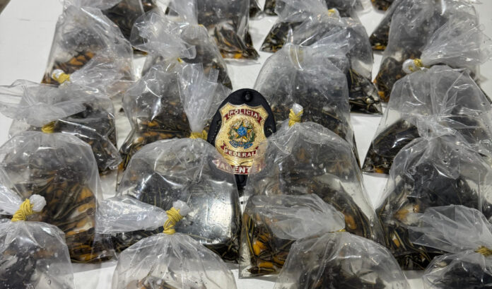 PF apreende mil peixes ornamentais no AM. Suspeito foi preso em Tabatinga por contrabando e maus-tratos ao tentar levar animais para o exterior.