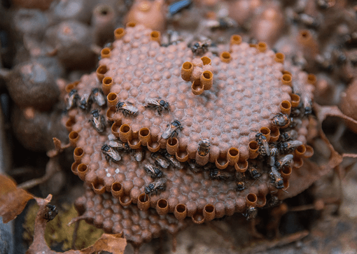 Descubra como a própolis da Amazônia vira cosmético sustentável, cicatriza feridas e gera renda para comunidades locais, impulsionando a bioeconomia.
