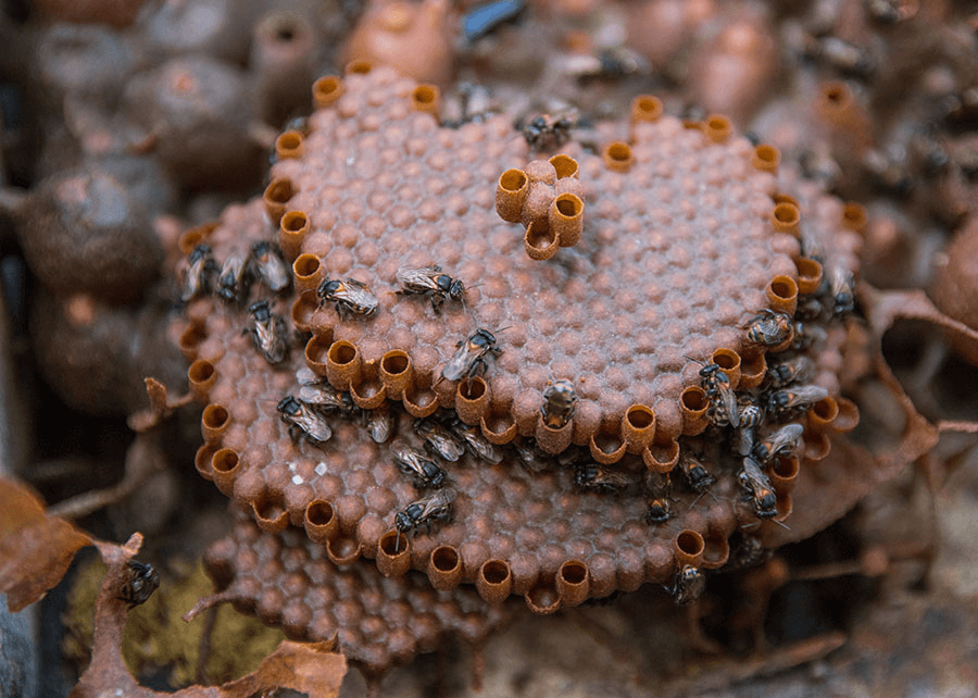 Descubra como a própolis da Amazônia vira cosmético sustentável, cicatriza feridas e gera renda para comunidades locais, impulsionando a bioeconomia.