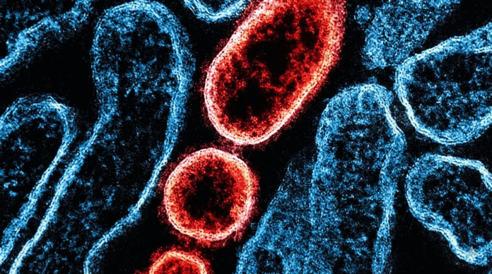 Saiba tudo sobre o vírus Nipah. Entenda os sintomas, formas de transmissão, o surto atual na Índia e por que especialistas descartam nova pandemia.