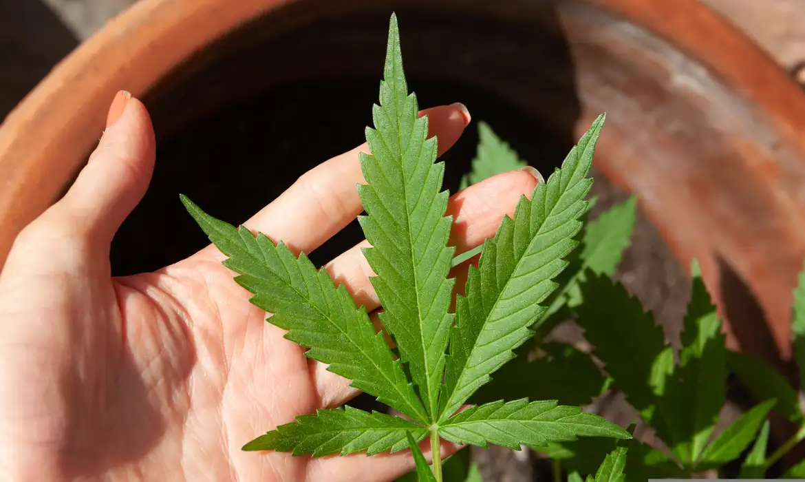 A Anvisa debate a produção de cannabis medicinal no país. Saiba as regras de cultivo, limites de THC e o impacto para pacientes e associações.