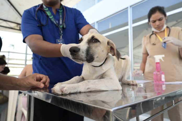 Manaus abre inscrições para castração gratuita de cães e gatos dias 29 e 30/01. Saiba documentos necessários e local de atendimento no Santa Etelvina.
