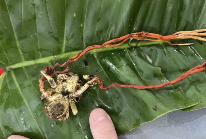 Cientistas registram fungo zumbi em tarântula na Amazônia. Entenda como o Cordyceps caloceroides infecta uma das maiores aranhas do mundo.