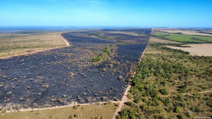Brigadas indígenas reduziram em 35% os focos de calor na Amazônia e Cerrado. Entenda como a união de ciência e saberes tradicionais protege a floresta.