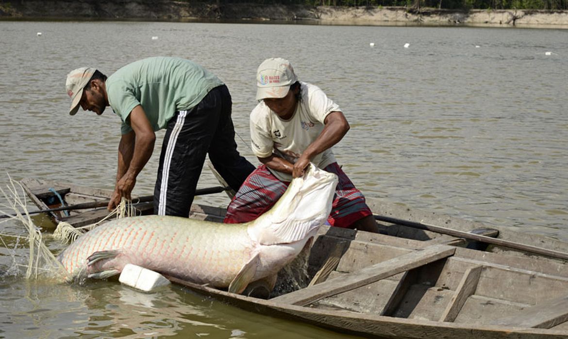 Pesquisa da UFPA decifra DNA de peixes amazônicos.
