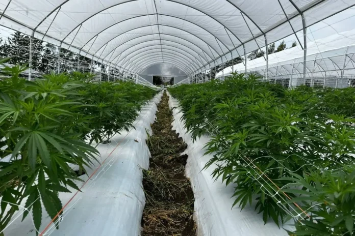 A Anvisa publicou novas regras para o cultivo de cannabis no Brasil com foco medicinal e científico. Entenda as normas de plantio, THC e prazos da agência.