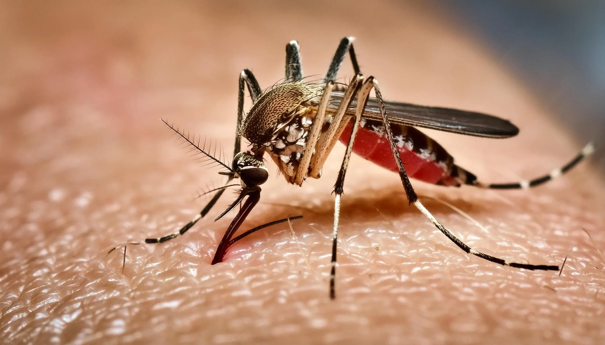 O Amazonas confirmou 222 casos de dengue no início de 2026. Confira os municípios com mais notificações e as orientações da FVS para prevenção.