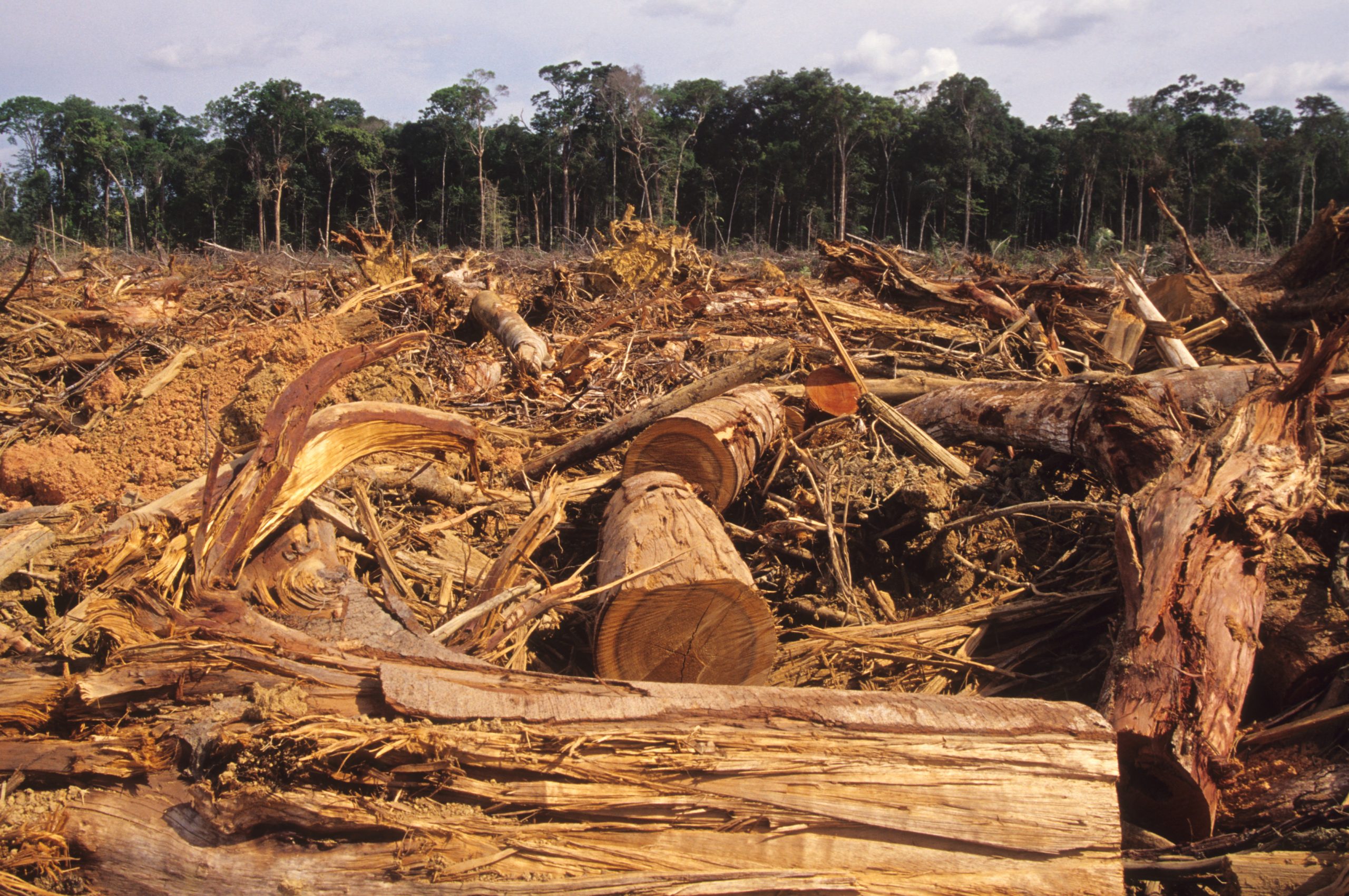 O desmatamento na Amazônia recuou 35% no último ciclo. Saiba como as ações de fiscalização e os dados do Inpe estão ajudando a preservar os biomas brasileiros.