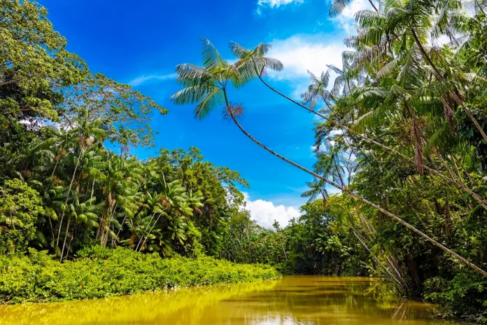 O desmatamento no Amazonas caiu 56,4% em janeiro de 2026 segundo o Inpe.