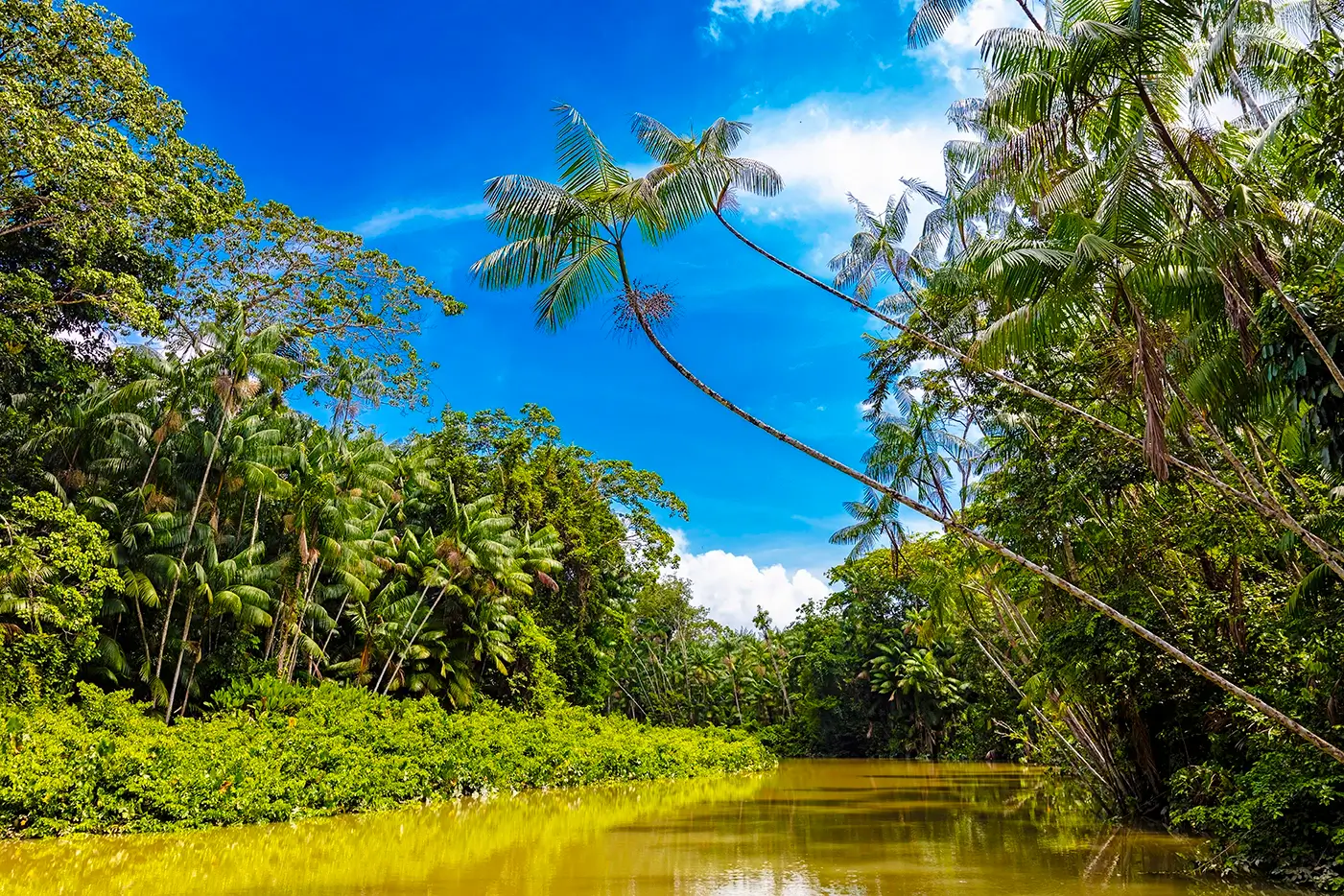 O desmatamento no Amazonas caiu 56,4% em janeiro de 2026 segundo o Inpe.